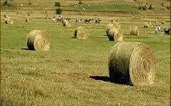 Hay bales