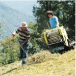 Haymaking