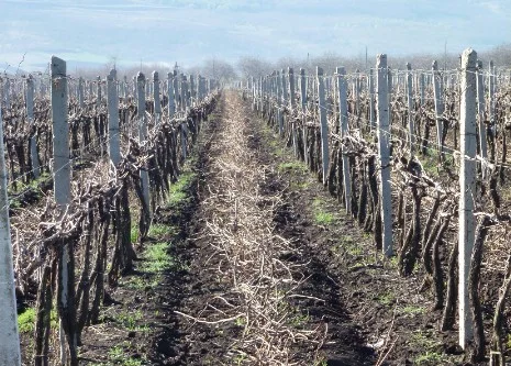 Raccolta sarmenti e potature